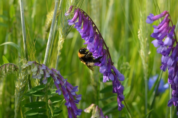 шмель собирает пыльцу с фиолетовых цветов в летний день на лугу