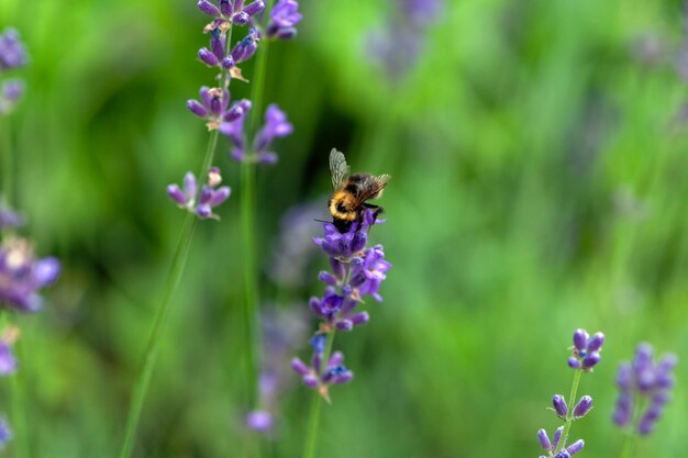 Bumblebee collects nectar on lavender flowers