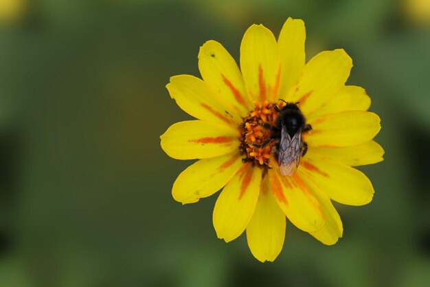 Bumblebee collects nectar on a yellow ziniya flower tsiniia\
flower on an isolated green background