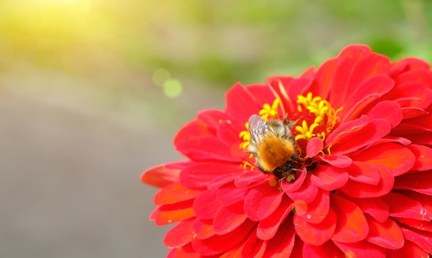 Bumblebee collects pollen from a flower, a bright red flower with a bee under a bright sun.