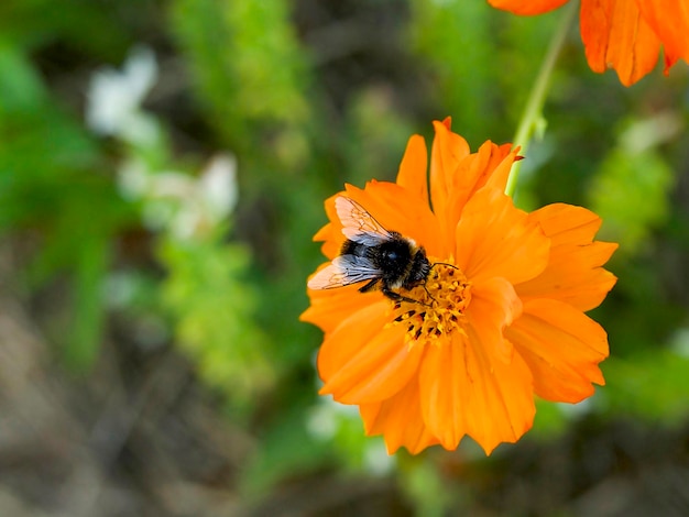 bumblebee collects pollen from an orange cosmos flower on a green meadow on a warm summer day