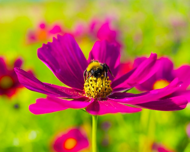 マルハナバチは暖かい夏の日に緑の牧草地で紫のコスモスの花から花粉を集める