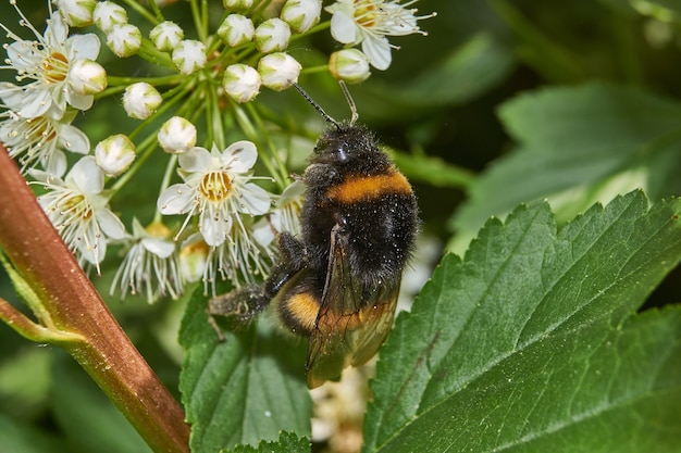 A bumblebee collects pollen and nectar from the flowers of a spirea bush.