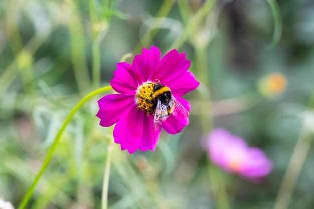 コスモスの花のセレクティブ フォーカス クローズ アップ夏の背景に花粉で覆われたマルハナバチ