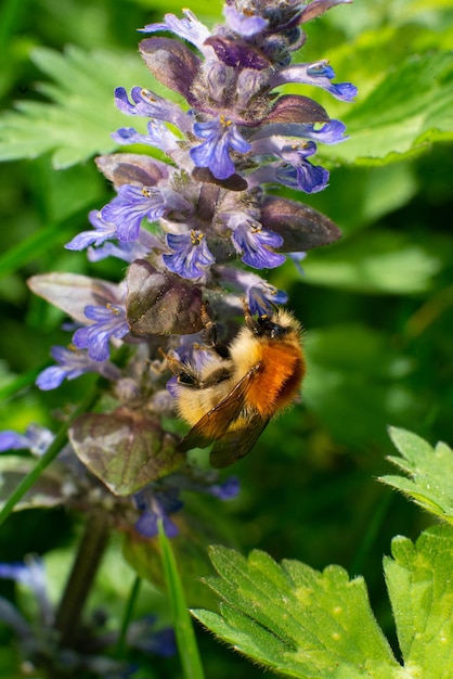 Bumblebee che si nutre di nettare su una macro di fiori di alta qualità