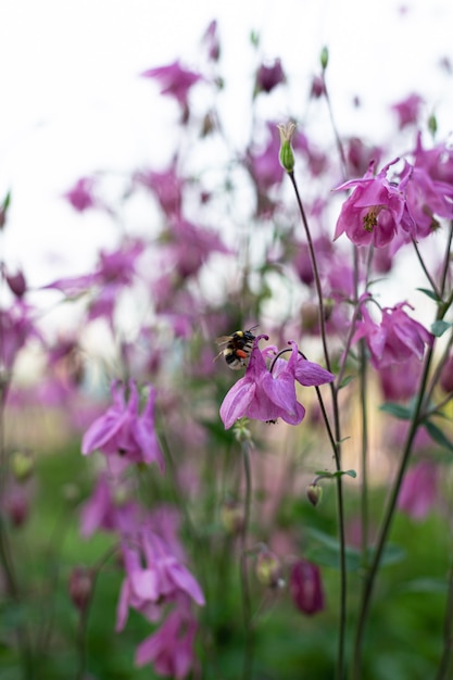 Bumblebee flies and pollinates pink flowers. Blurred foreground. Garden.