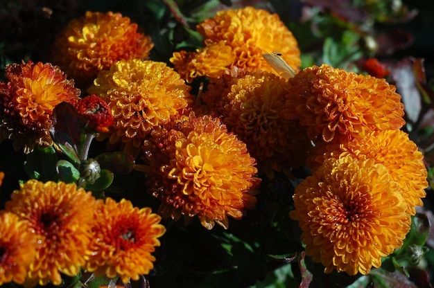 Bumblebee in a flower garden. Close-up Live wallpaper.