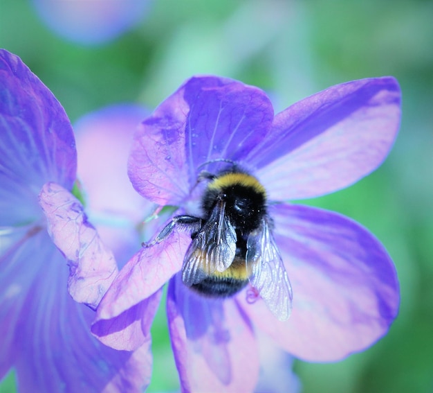 Bumblebee on a flower in the garden