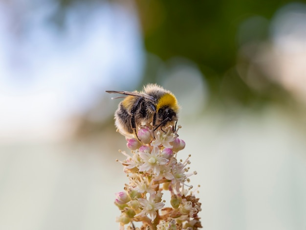 Bumblebee on a flower. Macro photo