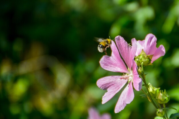 Bumblebee on a flower. Summer