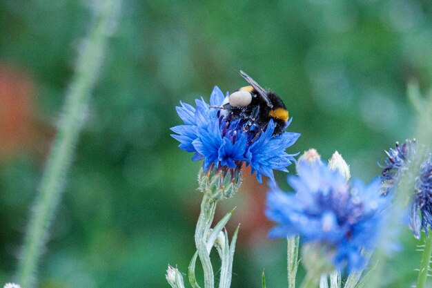 Photo bumblebee on flower