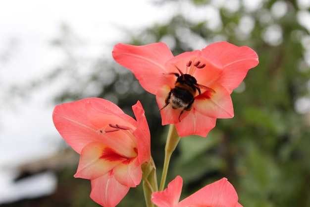 Bumblebee flying near beautiful flower of pink gladiolus