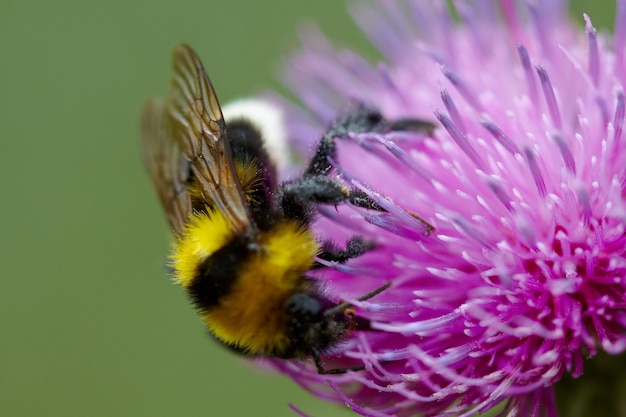 Bumblebee raccoglie il nettare sul fiore di cardo