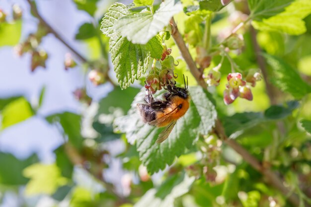 Bumblebee hanging on blooming currant flower and collecting pollen