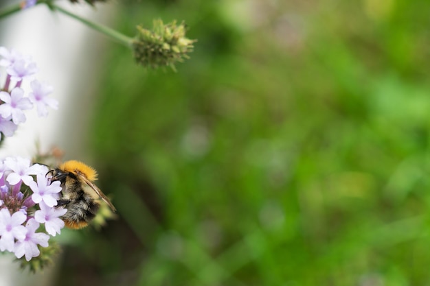 A bumblebee is sitting on a plant with a lot of depth of field