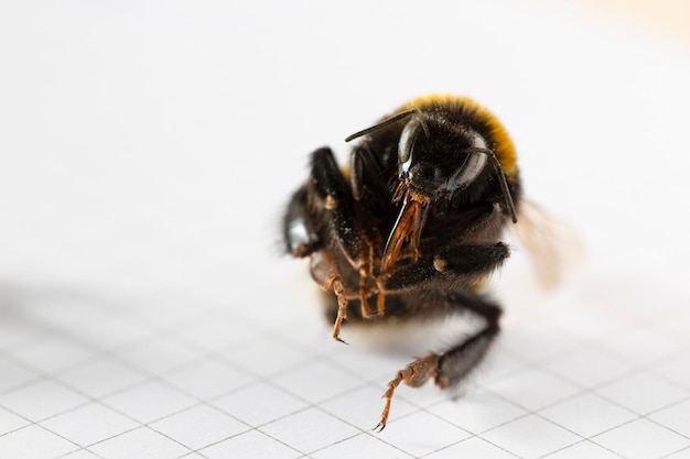 Bumblebee isolated on white