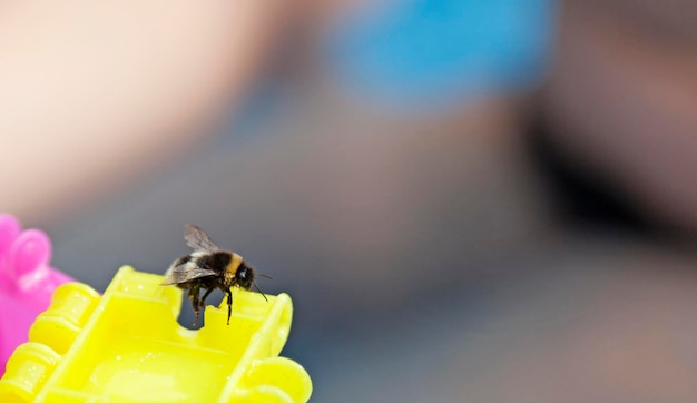 A bumblebee landed on a toy with blurry background