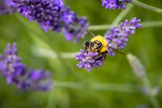 Bumblebee on Lavender close up