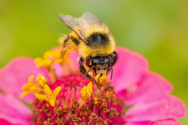 Foto bumblebee e rosa fiore da vicino piccola pianta di miele che attira impollinatori come le api mellifere o i bumblebee
