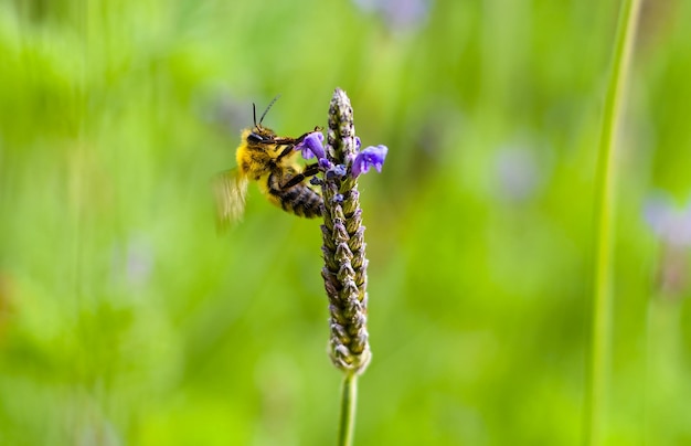 bumblebee pollinates flower on an autumn day