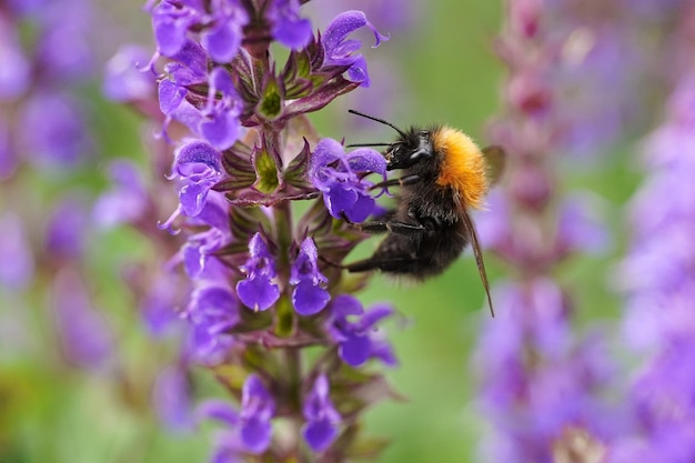 Photo a bumblebee on a purple flower