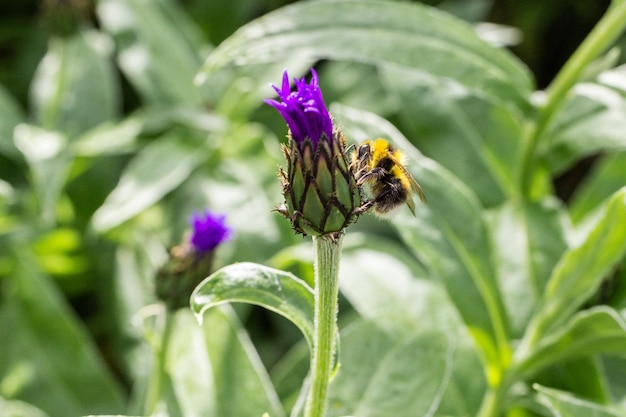 A bumblebee sits on a cornflower bud