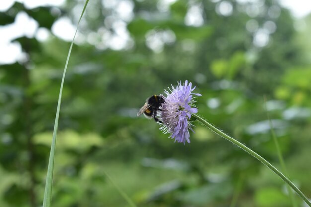 マルハナバチは森の中の花の上に座っています