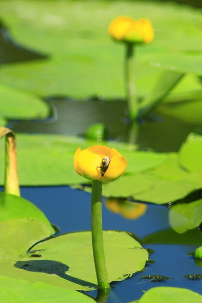 범블비는 노란색 Nuphar lutea의 꽃에 앉아