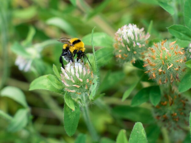 Bumblebee sitting on a clover flower