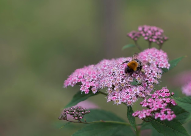 spirea billardii 분홍색 작은 꽃에 앉아 있는 땅벌