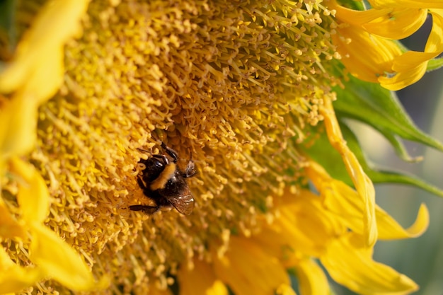 The bumblebee on a sunflower