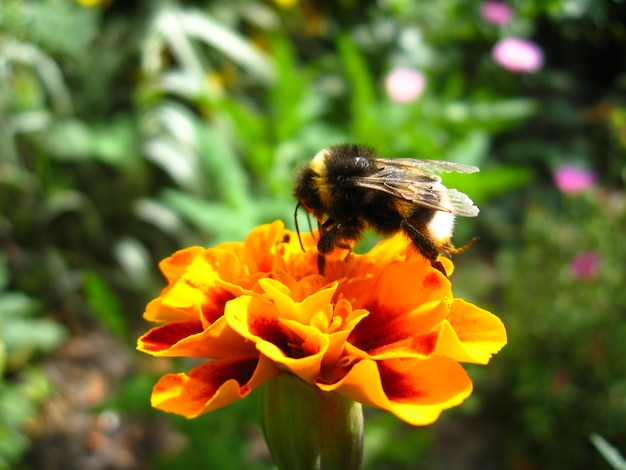 The bumblebee on the tagetes