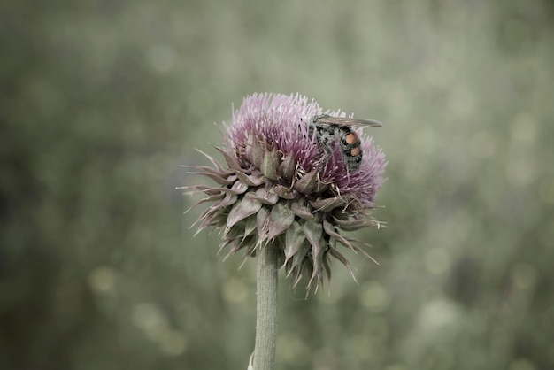 Bumblebee on a thistle flower Patagonia Argentina