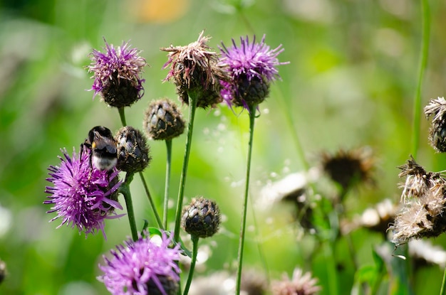 Photo bumblebee on the thistle in the meadow