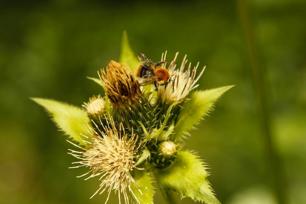 a bumblebee on a thistle plant