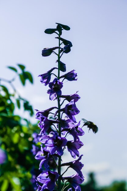 おいしいものを探して紫の野の花にマルハナバチ