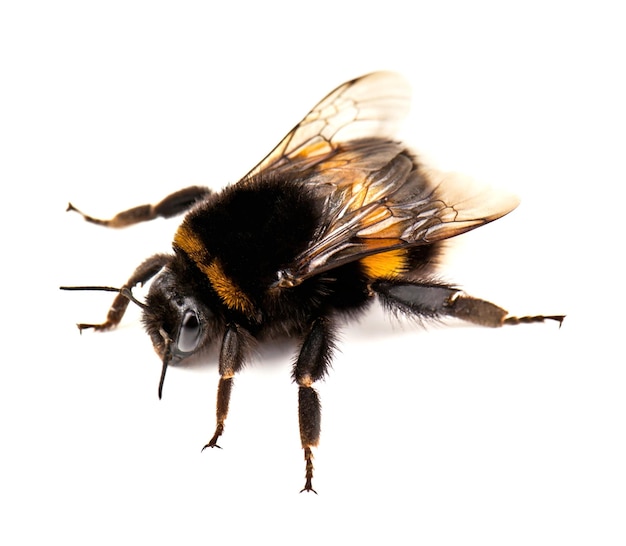 Bumblebee on white background