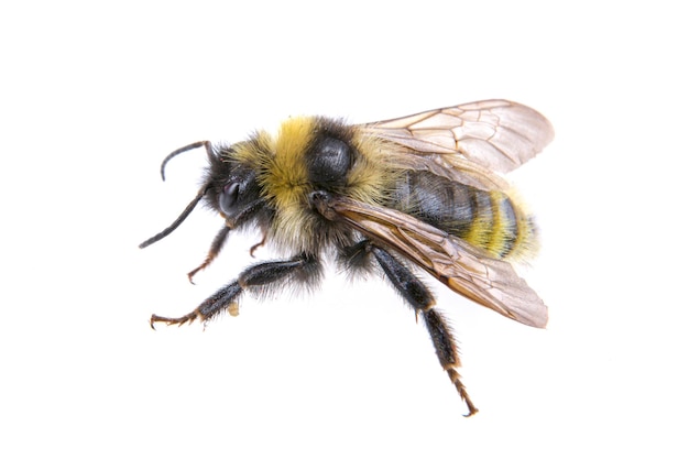 Photo bumblebee on a white background