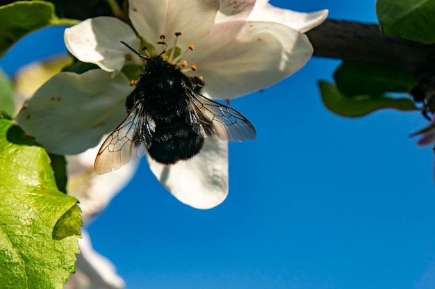 Foto bumblebee con le ali trasparenti su un fiore dell'albero