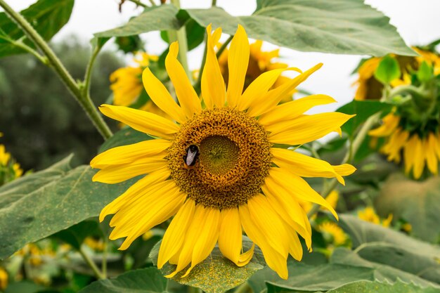 Photo bumblebee on yellow sunflower in the garden