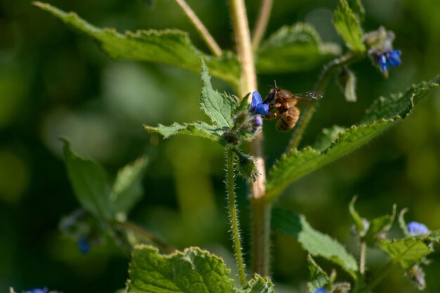 写真 ハミツバチは花で食物を探します