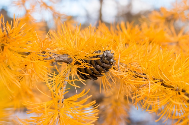 Bump on the background of autumn larch selective focus