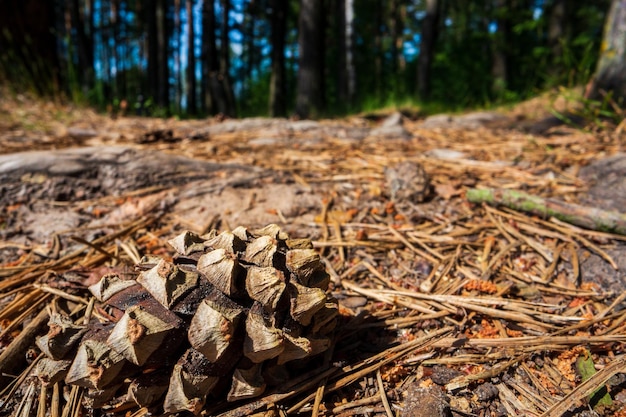 Bump closeup on the ground in the forest Beautiful natural landscape Low point of view in nature landscape background Ecology environment