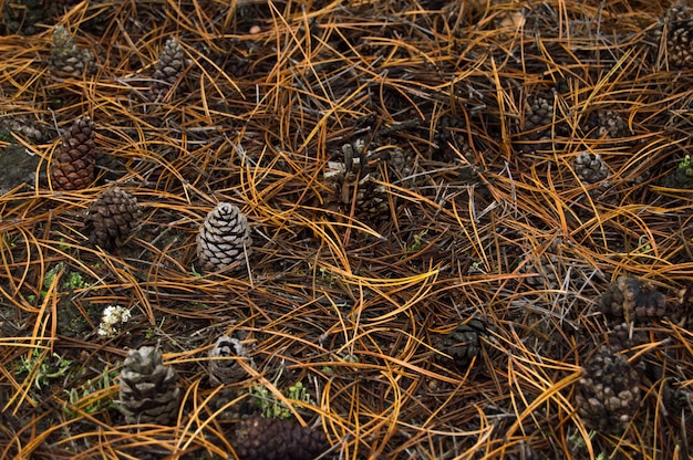 Bump pine in the forest among pine needles