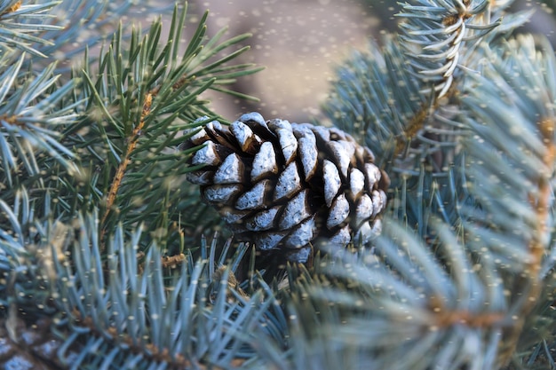 新年の装飾に青いクリスマスツリーの枝にトーニングな白い塗料を塗った突起