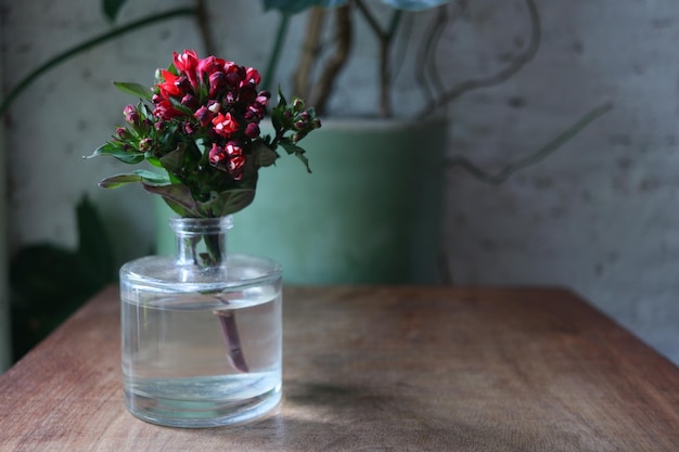 a bun of bouvardia in glass vase