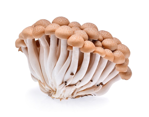 Buna shimeji mushroom isolated on white