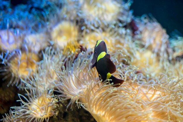 bunaken, clownfish in coral bank in the sea