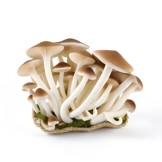 bunashimeji mushroom