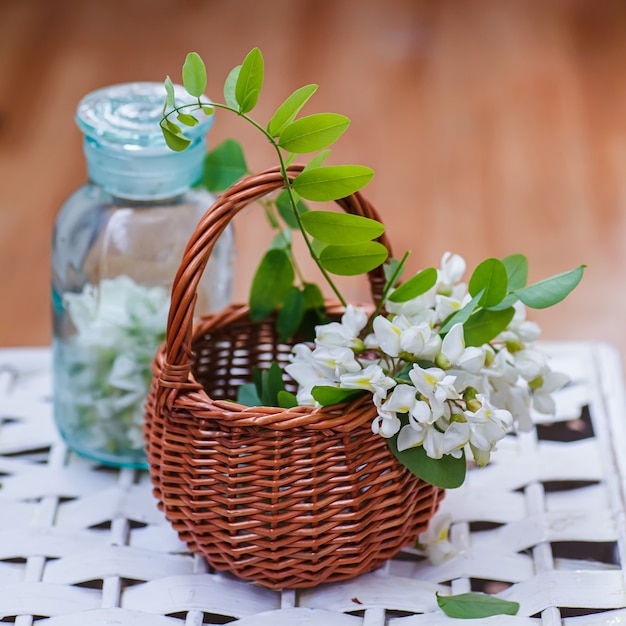 Bunch of acacia in wicker basket collecting ingredients for\
natural cosmetics from of black locust